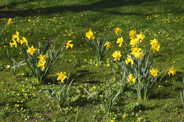 Narzissenblüte  (Narcissus Pseudonarcissus)