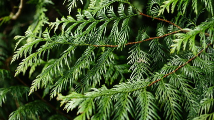 Green branch of a tree during springtime