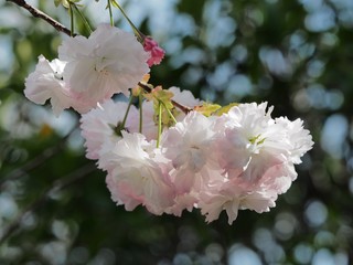 Fototapeta premium ヤエザクラ