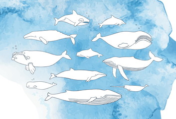 Different whale set © Good Studio