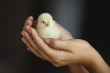 Chicken in female hands on a dark background.