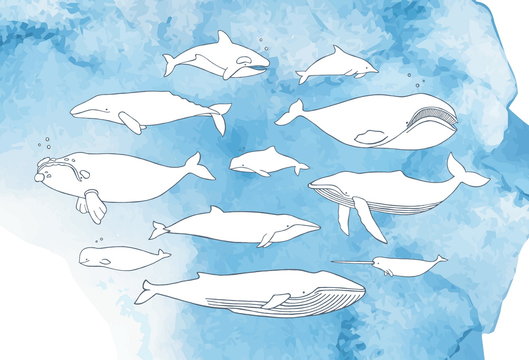 Different whale set