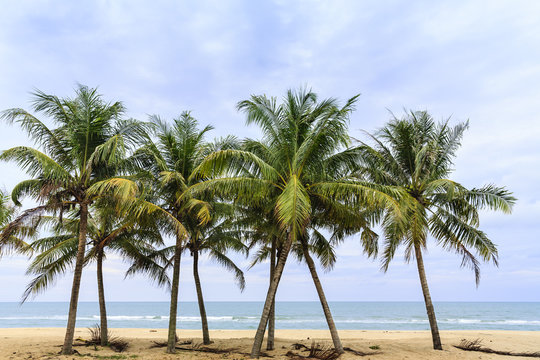several coconut trees stand on the sandy beach with clouds and blue sky as the backdrop