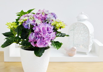 Hydrangea in a pot, balcony garden. Interior details 