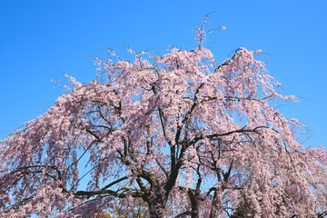 Obraz premium 枝垂桜
