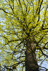 Tree with young leaves