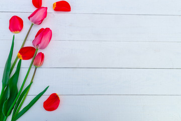 Red tulips on white wooden background. Top view. Copy space. Greeting card.