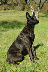 Dutch Shepherd Dog