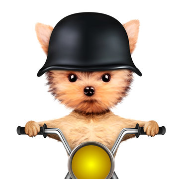 Funny Biker Dog Sitting On A Chopper.