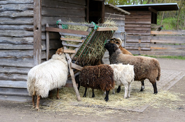 Schafe und Bock bei Fütterung