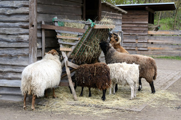 Schafe und Bock bei Fütterung