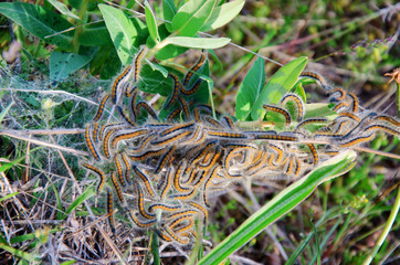 nest of caterpillars