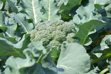 broccoli crop