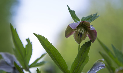 Multicolored Hellebore flowers after rain