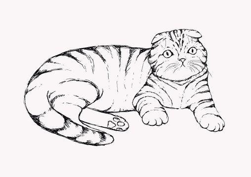 Fold cat - hand drawn vector illustration. Flap-eared tabby kitten is lying. Realistic portrait housecat.