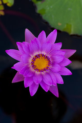 Close up of purple lotus flower in the river.