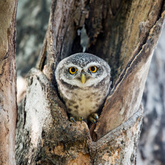 Spotted Owl Portrait