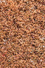 Close up colorful pencil shavings for background.
