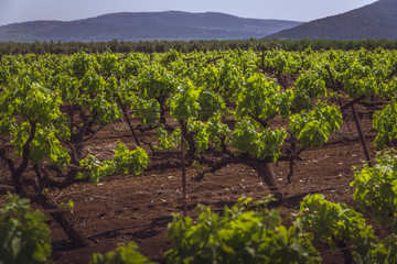 Fototapeta na wymiar View of a vineyard