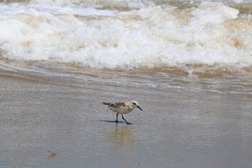 Sandpiper