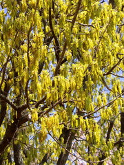 クヌギの雄花