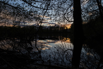 Sträucher am See im Sonnenuntergang