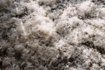 The texture of the feathers of a swan.