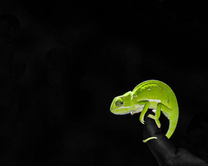 Chameleon at night