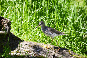 Rotschenkel