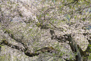 徳佐八幡宮の桜