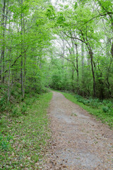 Trail Through Green Spring Forest