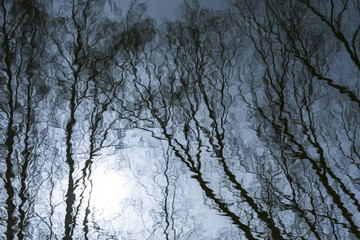 Trees with bare branches are reflected in the lake water