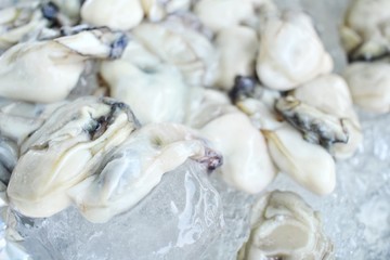 Oysters
