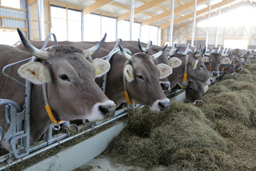 Kühe mit Hörner im Stall