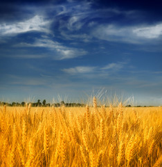 Wheat field against a blue sky