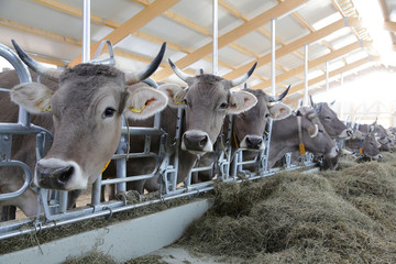 Kühe mit Hörnern im Stall