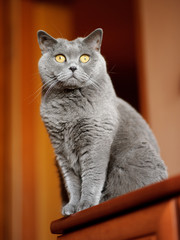 British shorthair cat sitting on a cupboard