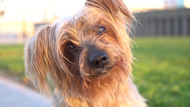 Dog with curiosity expression raising his ears. Dog tilting his head Hey what's up, brown Yorkshire Terrier doggie.