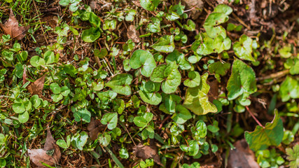 Naklejka na ściany i meble Green Ivy Leaves