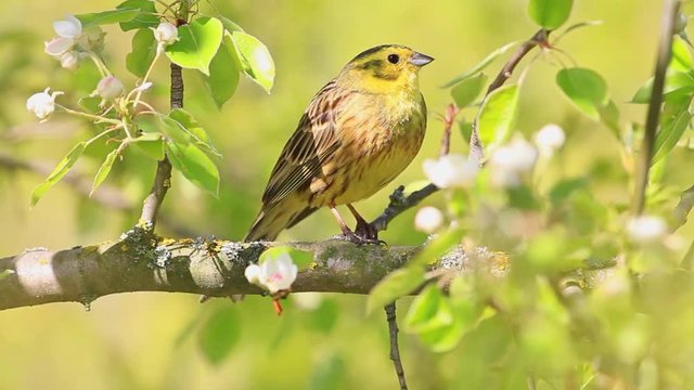beautiful yellow bird sings a song sitting on a branch/beautiful yellow bird sings a song sitting on a branch