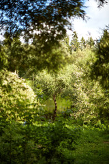 Obraz premium Лесной пейзаж