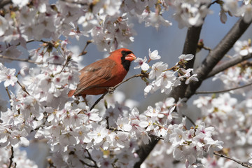 Northern Cardinal Amongst Spring Flowers