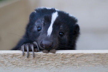 Cute skunk looking out - obrazy, fototapety, plakaty