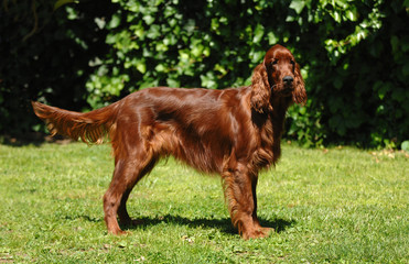 Portrait of Irish Setter or Red Setter