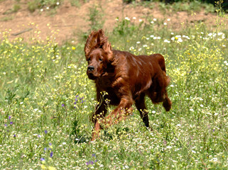 Portrait of Irish Setter or Red Setter