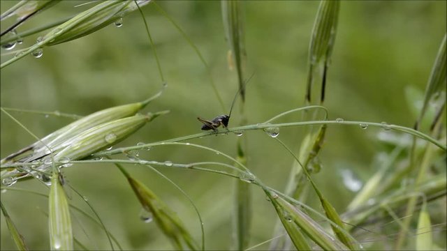 Grillo su erba con gocce.
