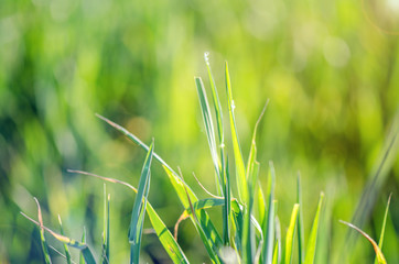 Macro Shot Of Green Grass Field In Sunny Day