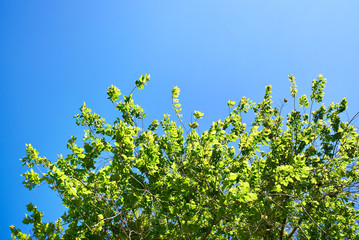 Green foliage of tree against clear blue sky