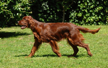 Portrait of Irish Setter or Red Setter