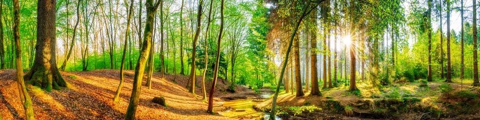 Fotobehang Bos Idyllisch bos met een beekje en zon